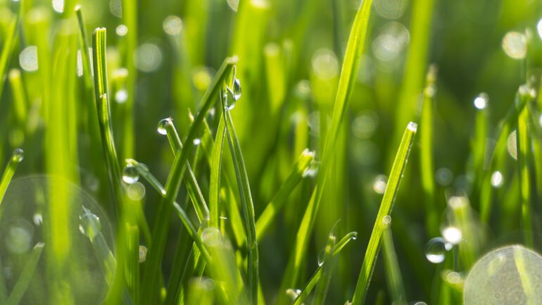 Vedlikehold av kunstgress og grøntanlegg.